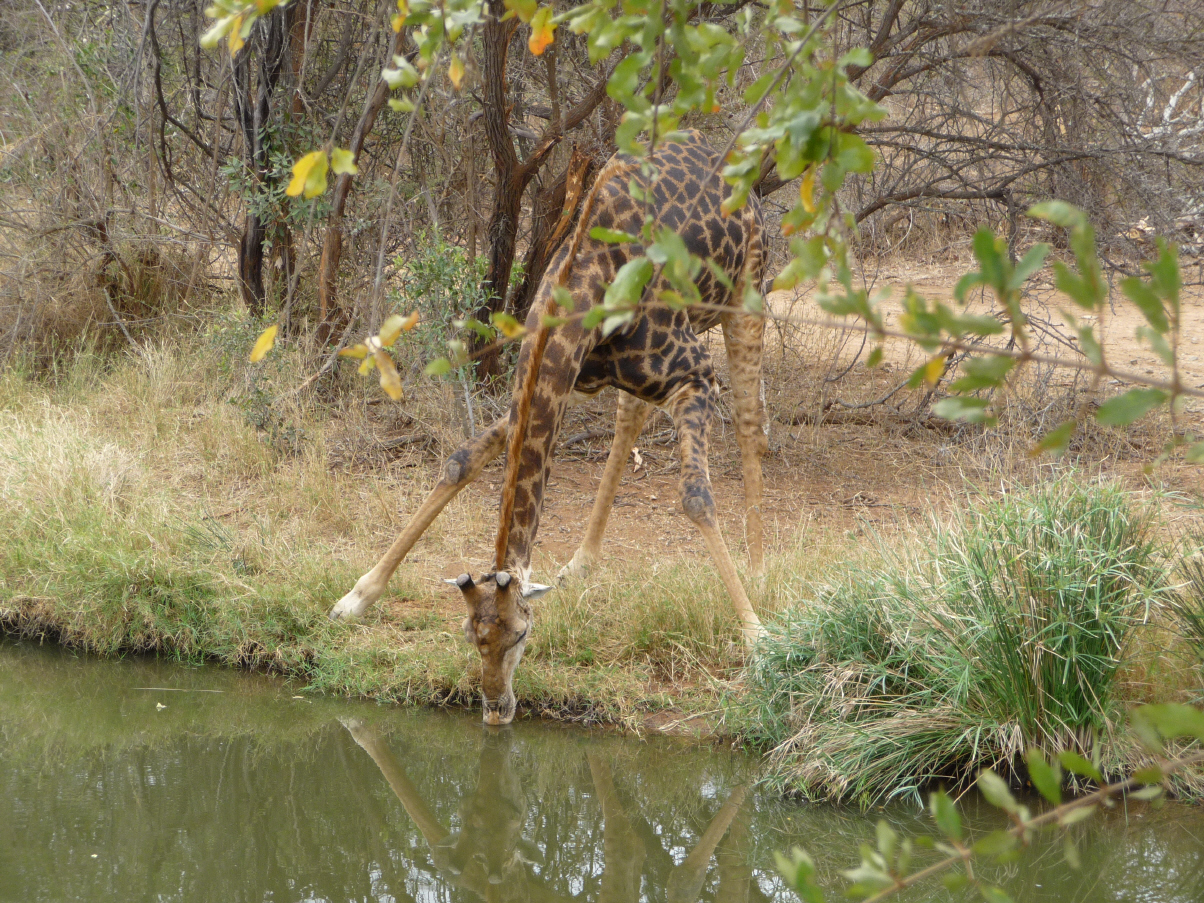 Auch Giraffen haben mal Durst - Seltene Aufnahme, Südafrika.
